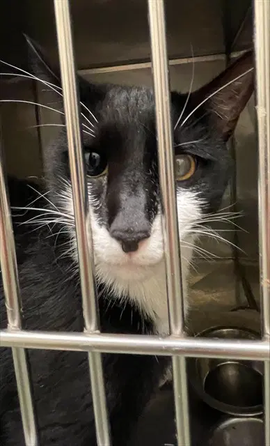 Bosco - Domestic Short Hair