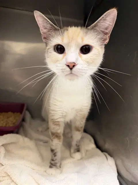 Angel - Domestic Short Hair