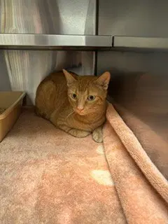Tony - Domestic Short Hair