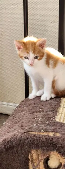 Paint - Domestic Short Hair