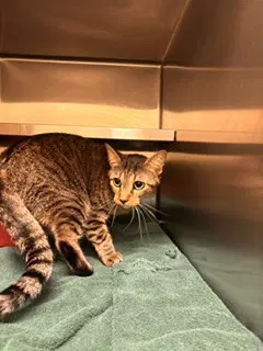 Hobby - Domestic Short Hair