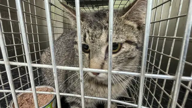 Fergie Ferra - Domestic Short Hair