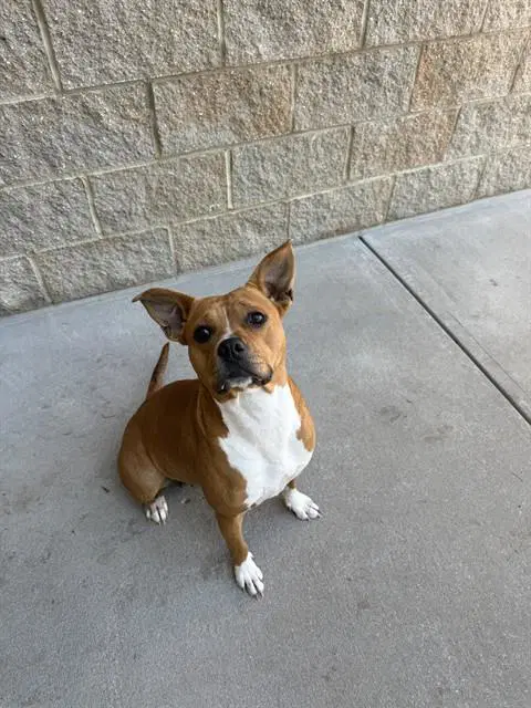 Amora - American Staffordshire Terrier