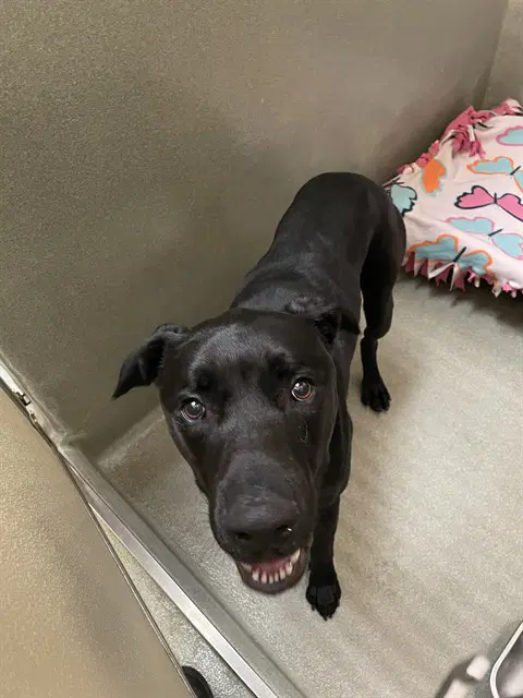 Marshall - Labrador Retriever