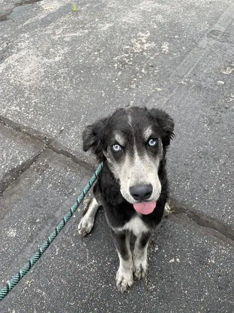 Max - Siberian Husky