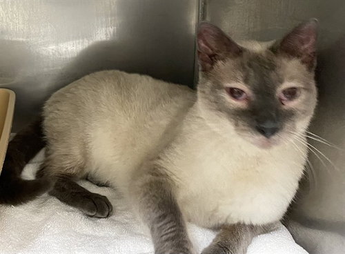 picture of the cat needing adoption
