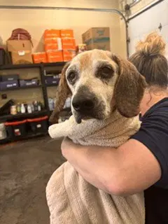 Bailey - Beagle