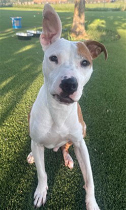 picture of the dog needing adoption