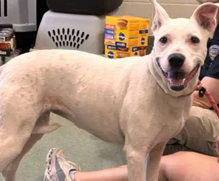 Serena - American Bulldog