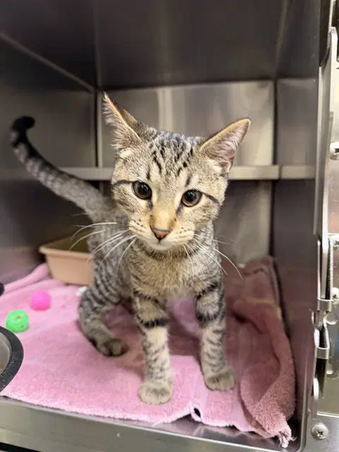 Spoon - Domestic Short Hair