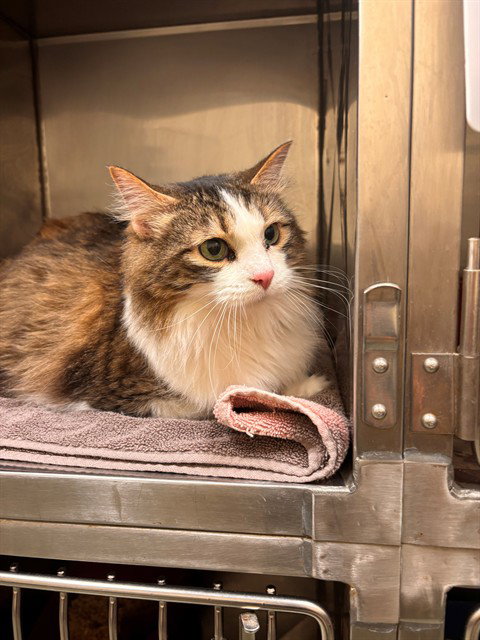 picture of the cat needing adoption