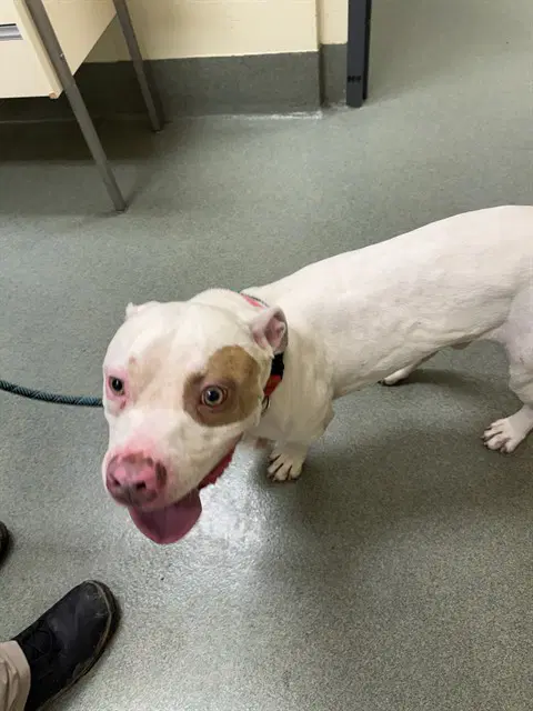 Kyle - American Bulldog