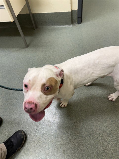 picture of the dog needing adoption