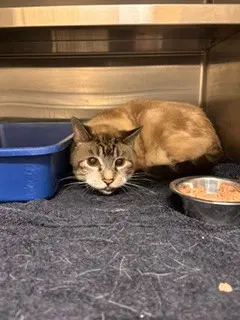 Wilbur - Domestic Short Hair