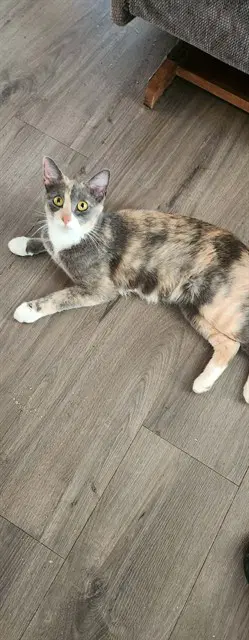 Pastel - Domestic Short Hair