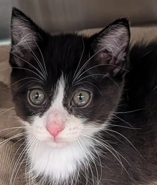 Buttons - Domestic Short Hair