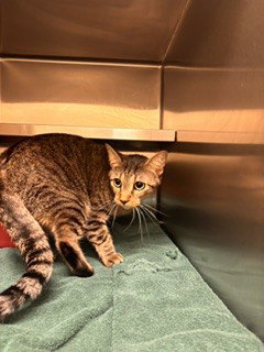 picture of the cat needing adoption