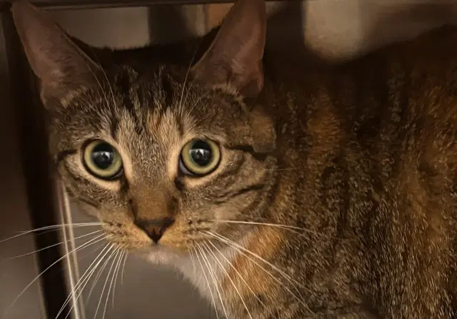 Unknown - Domestic Short Hair