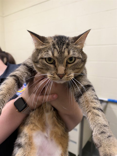 LOLA, a cat for adoption from Lee's Summit Animal Control