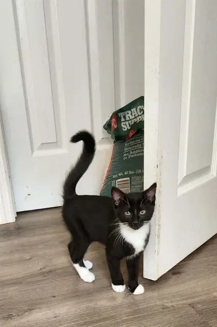 Peanut - Domestic Short Hair