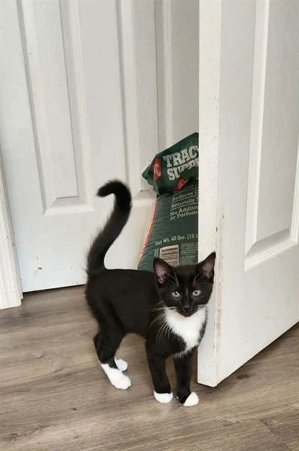 Peanut