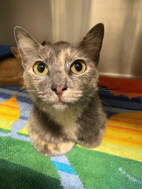 Dusti - Domestic Short Hair