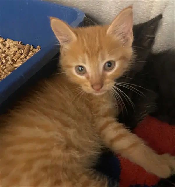 Jack-O - Domestic Short Hair
