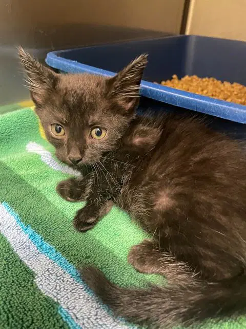 Drac - Domestic Short Hair