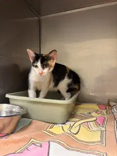 Millie - Domestic Short Hair
