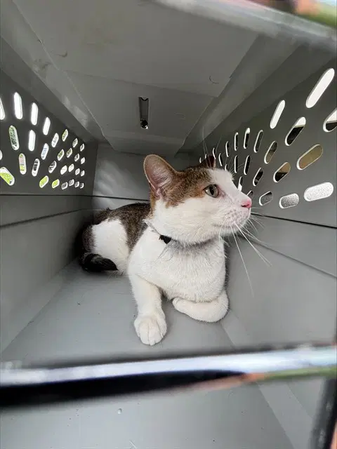 Cedar - Domestic Short Hair
