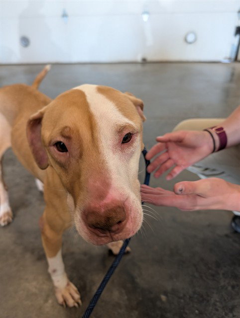 picture of the dog needing adoption