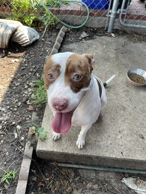 Mooana - American Staffordshire Terrier