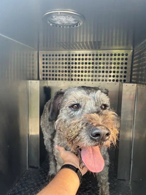 Walter - Schnauzer