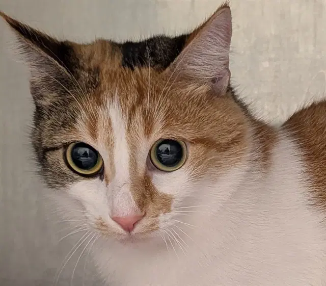 Mika - Domestic Short Hair