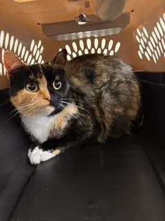 Littles - Domestic Short Hair