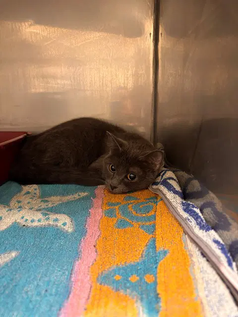 Shimmer - Domestic Short Hair