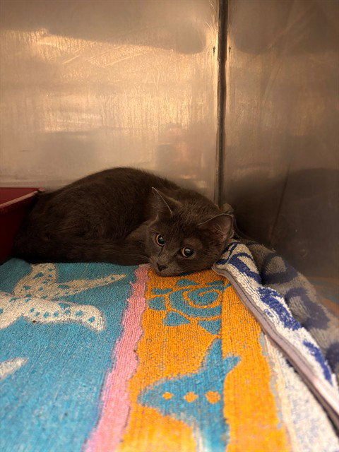 picture of the cat needing adoption