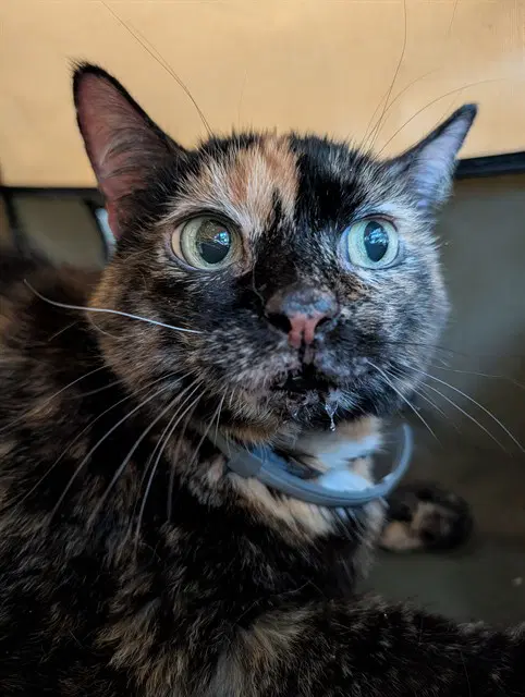 Liz - Domestic Medium Hair