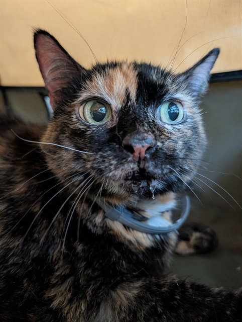 picture of the cat needing adoption