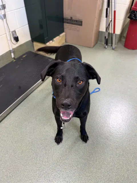 Leia - Labrador Retriever
