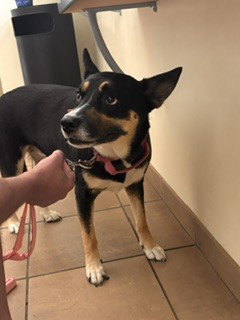 picture of the dog needing adoption