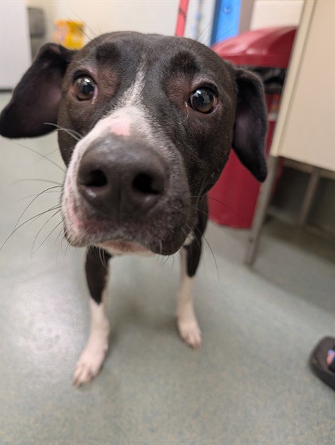 picture of the dog needing adoption