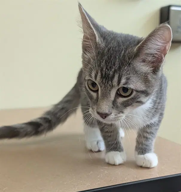 Gary - Domestic Short Hair