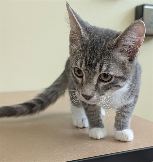picture of the cat needing adoption