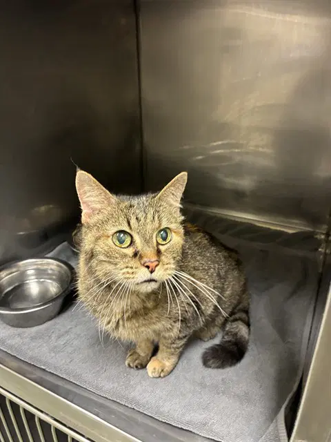 Helen - Domestic Short Hair