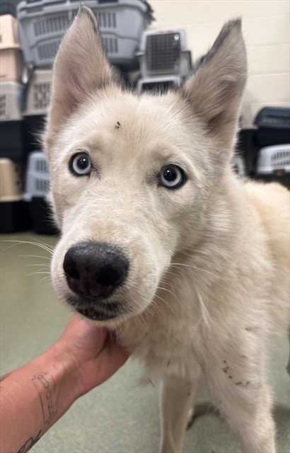 Snow, Siberian Husky