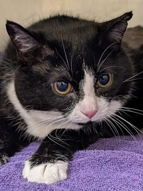 Boris - Domestic Short Hair