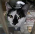 Uno - Domestic Short Hair