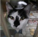UNO, a cat for adoption from Lee's Summit Animal Control