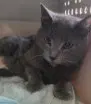 Madre - Domestic Short Hair
